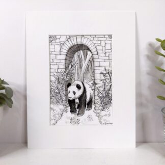 Panda Pen and Ink Drawing- 5x7 (Matted to fit 8x10 frame)