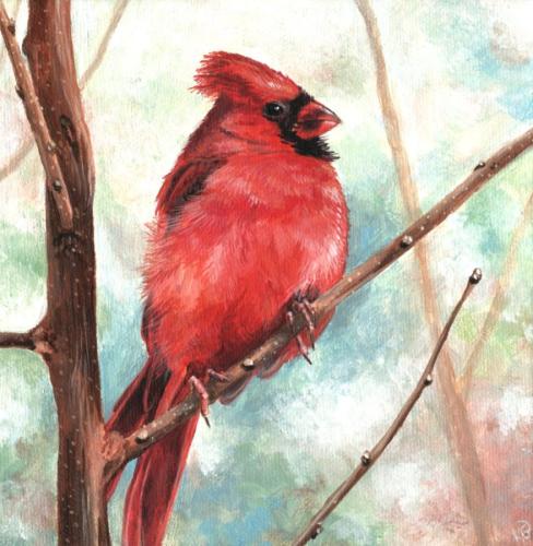 Cardinal 