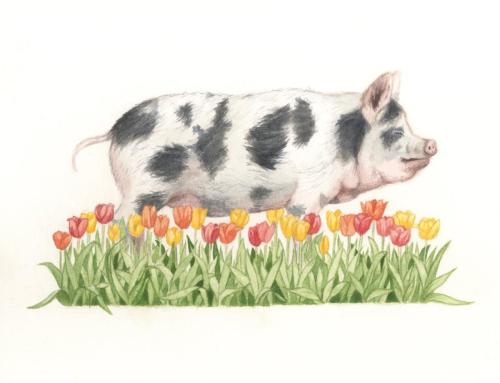 Pig In Tulips 